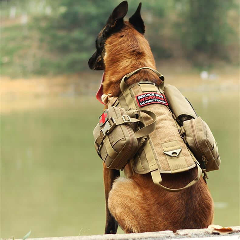 Handler and dog in military-style harness – tactical training environment
