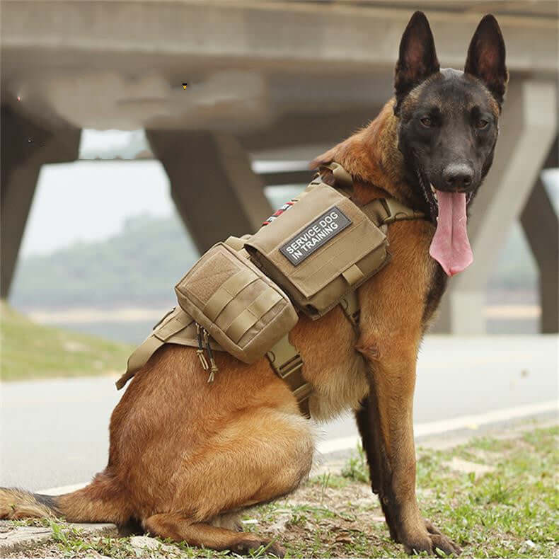 Dog wearing a tactical harness in outdoor terrain – desert training setup